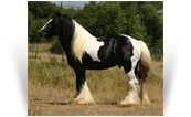 The Lottery Horse
